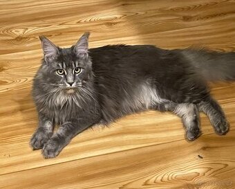 Mainská mývalí s pp