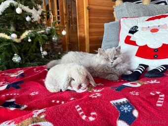 Zakrslý beránek minilop