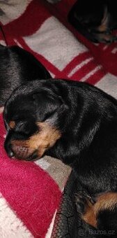 Křížený Pražský krysařík