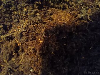 Prodej chvostoskoků a isopodů