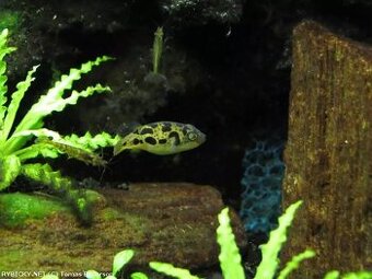 Daruji 2ks čtverzubec trpasličí