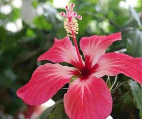 pokojový ibišek Cooperi panašovaný-rostlina