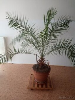 Pokojové rostliny-vzrostlé i menší