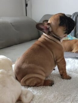 Francouzský buldoček s PP