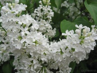 Prodám šeřík bílý ( syringa vulgaris)