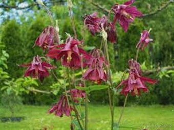 orlíček červený, růžový plnokvětý nebo směs sem.50ks