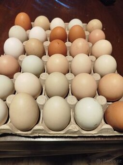 Vejce domácí