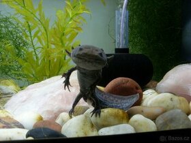 Axolotl Mexický (šedé) - 1