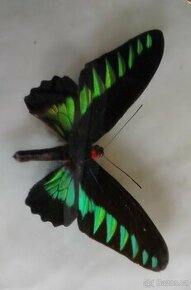 Tropický motýl Trogonoptera Brookiana