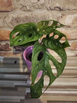Monstera adansonii mint