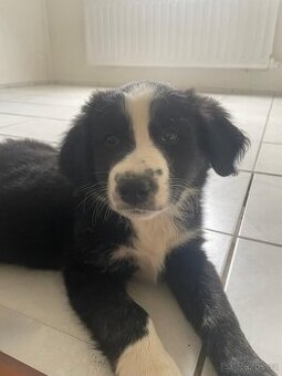 prodej štěňata Border Kolie xLabrador..