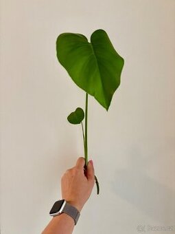 Monstera Deliciosa