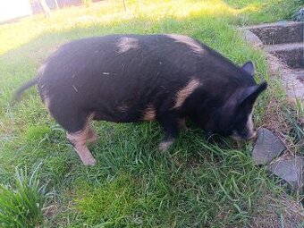 Kune kune sviňka