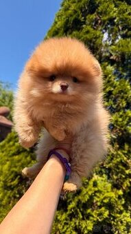 Pomeranian - 1