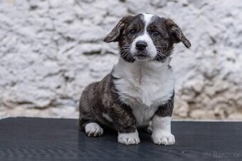 Welsh Corgi Cardigan – štěňata s PP