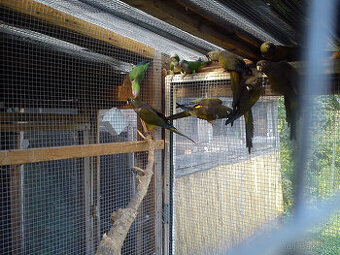 Papoušek patagoský