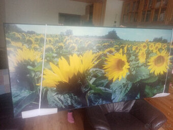 velkoformátový obraz slunečnicové pole