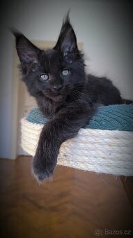 Mainská mývalí kočka s PP