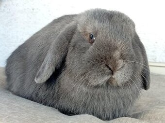 Volná samička - Anglický Zakrslý Beránek MiniLop🍑🧡🤍