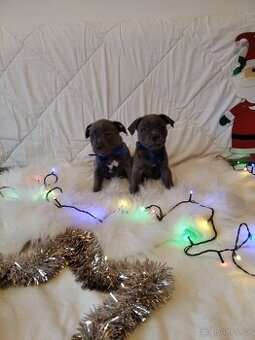 Stafordšírský bulteriér