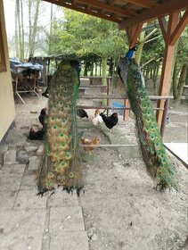 Páv korunkatý modrý