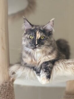 Mainská mývalí s PP