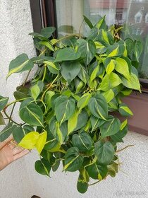 Philodendron Brasil XXL - 1