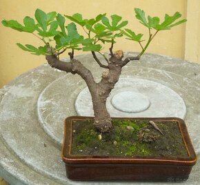 Ficus carica -fíkovník -25 let