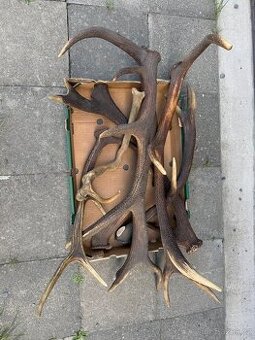 Shozy paroží cca 8 kg - 1