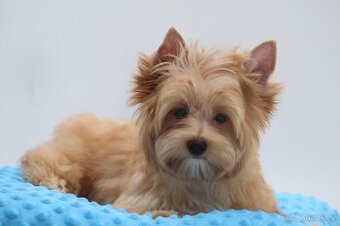 golddust yorkshire terrier s PP