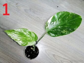 Monstera Deliciosa Albo variegata - Vrchol