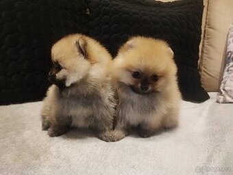Pomeranian, nemecký špic