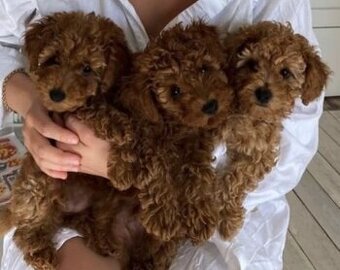 Maltipoo