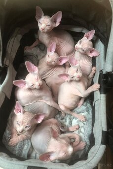 Kanadský Sphynx s PP