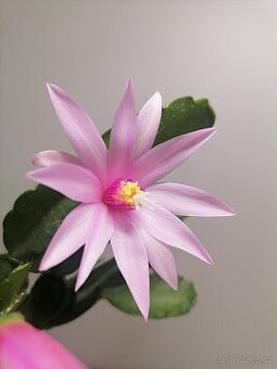 Schlumbergera - Velikonoční kaktus: Royal rose ex.. (řízek)