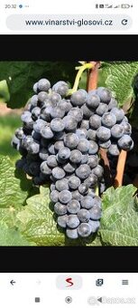 Hrozny Cabernet Moravia