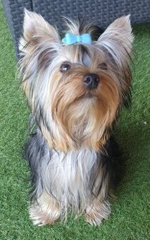 Krytí jorkšírský teriér s PP