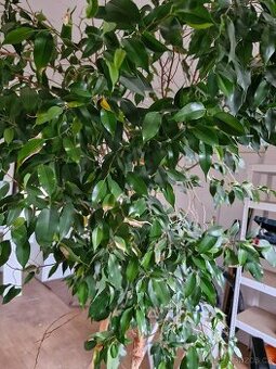 Ficus benjamin   +  šampony