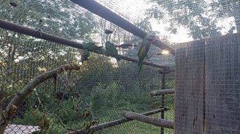 Prodám Alexandr růžový vousatý