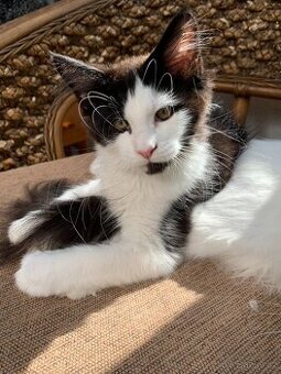 mainská mývalí kočka s PP