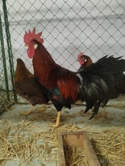 Kuřata vlaška koroptví