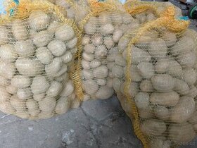 Konzumni brambory - 1