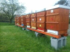 Prodám vyzimované včelstava