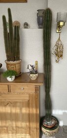 Nabídka velkých kaktusů