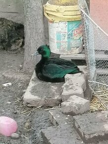 Smaragdova kachna - 1