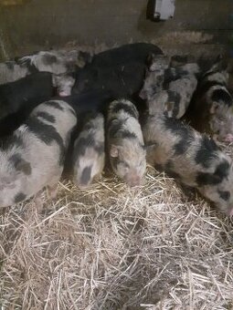 Kune kune