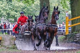 Ošetřovatel sportovních koní