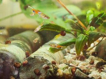 Poecilia wingei Campoma No31 Snake Blue - 1