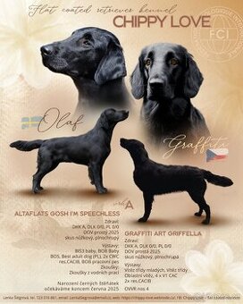 Flat coated retriever - přijímáme rezervace