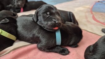Flat coated retriever - štěňátka s PP